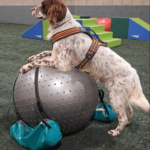 Propiocepció canina