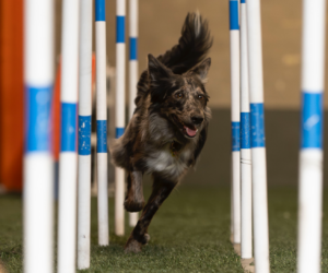 agility gidican